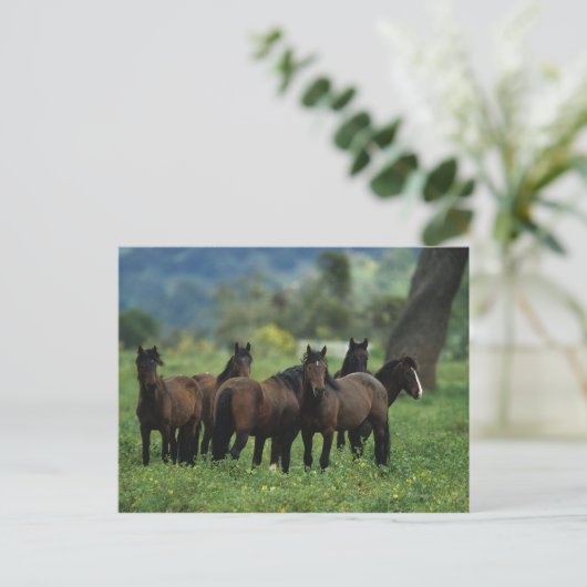 Wild Mustang Horses 3 Briefkaart (Staand voorkant)