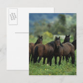 Wild Mustang Horses 3 Briefkaart (Voorkant / Achterkant)
