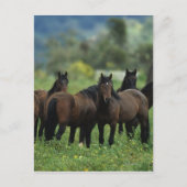 Wild Mustang Horses 3 Briefkaart (Voorkant)