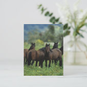 Wild Mustang Horses 3 Briefkaart (Staand voorkant)