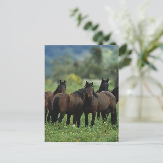 Wild Mustang Horses 3 Briefkaart (Staand voorkant)