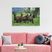 Wild Mustang Horses 3 Canvas Afdruk (Insitu (Woonkamer))