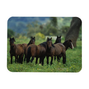 Wild Mustang Horses 3 Magneet