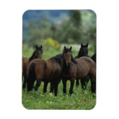 Wild Mustang Horses 3 Magneet (Verticaal)