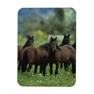 Wild Mustang Horses 3 Magneet