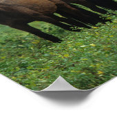 Wild Mustang Horses 3 Poster (Hoek)