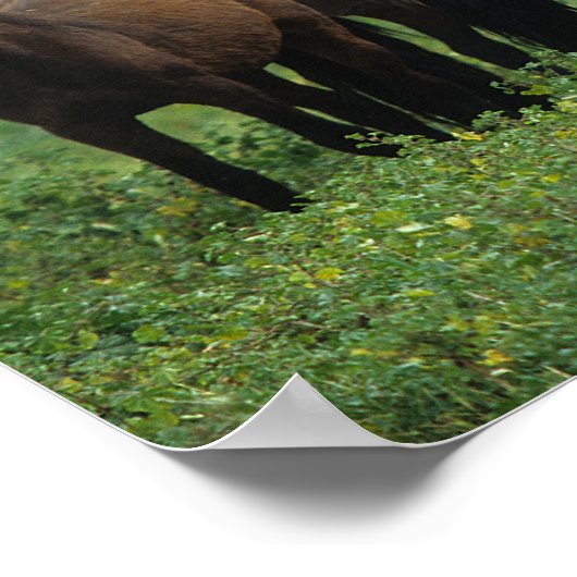 Wild Mustang Horses 3 Poster (Hoek)