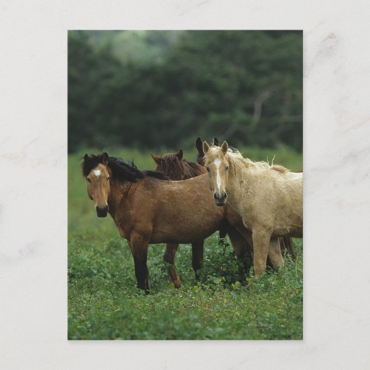Wild Mustang Horses 4 Briefkaart (Voorkant)