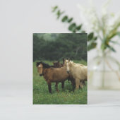 Wild Mustang Horses 4 Briefkaart (Staand voorkant)