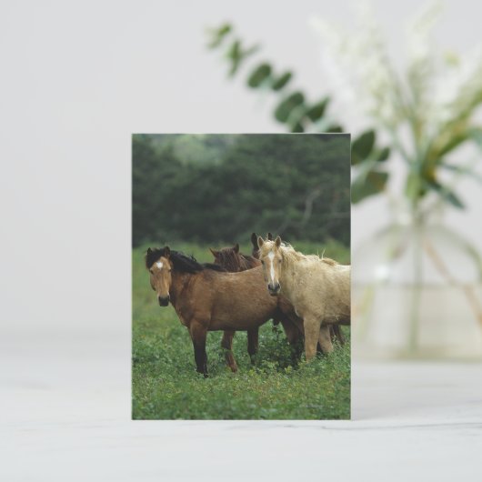 Wild Mustang Horses 4 Briefkaart (Staand voorkant)