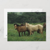 Wild Mustang Horses 4 Briefkaart (Voorkant / Achterkant)