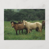 Wild Mustang Horses 4 Briefkaart (Voorkant)