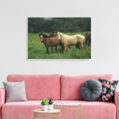 Wild Mustang Horses 4 Canvas Afdruk (Insitu (Woonkamer))