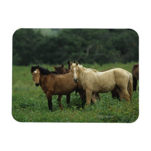 Wild Mustang Horses 4 Magneet