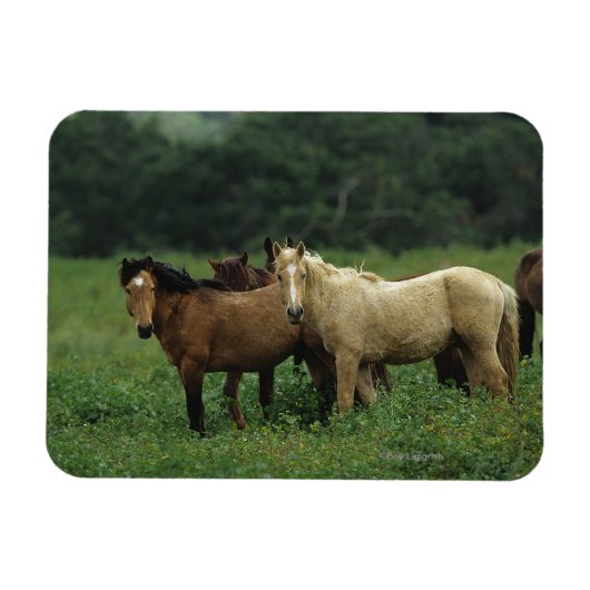 Wild Mustang Horses 4 Magneet (Horizontaal)