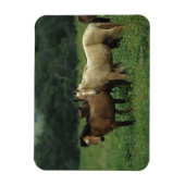 Wild Mustang Horses 4 Magneet (Verticaal)