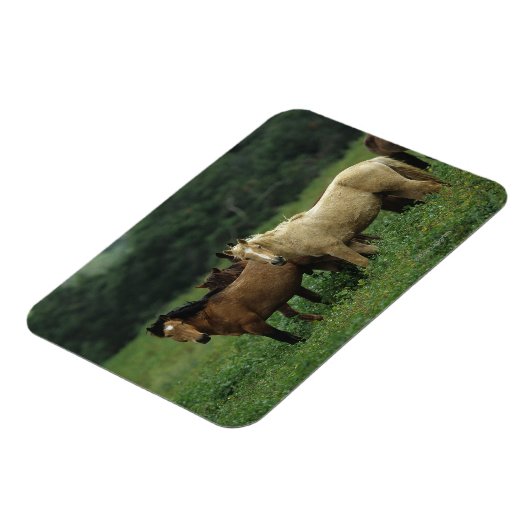 Wild Mustang Horses 4 Magneet (Linkerzijde)
