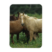 Wild Mustang Horses 4 Magneet (Verticaal)