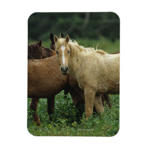 Wild Mustang Horses 4 Magneet