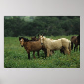 Wild Mustang Horses 4 Poster (Voorkant)