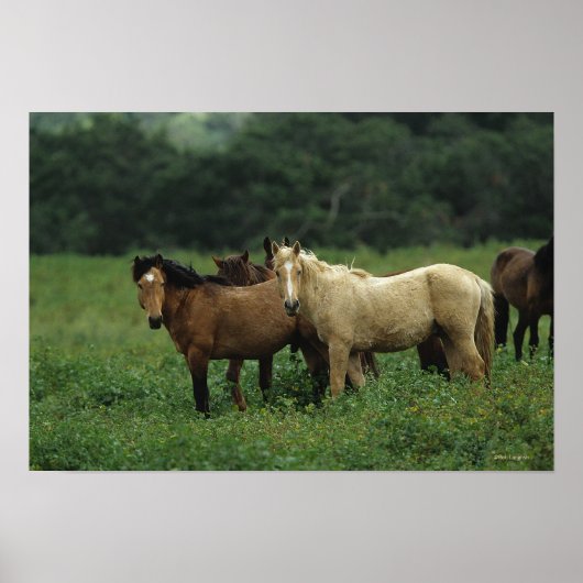 Wild Mustang Horses 4 Poster (Voorkant)
