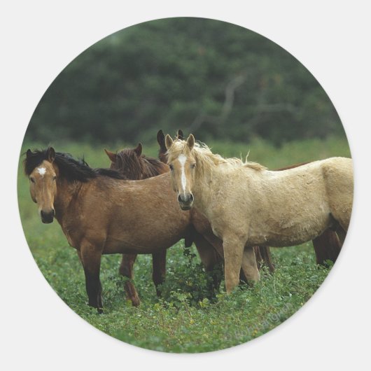Wild Mustang Horses 4 Ronde Sticker (Voorkant)