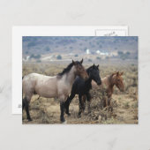 Wild Mustang Horses 5 Briefkaart (Voorkant / Achterkant)