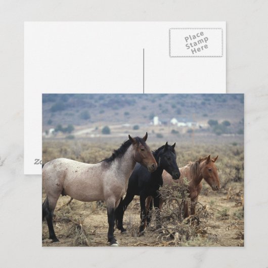 Wild Mustang Horses 5 Briefkaart (Voorkant / Achterkant)