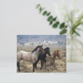 Wild Mustang Horses 5 Briefkaart (Staand voorkant)