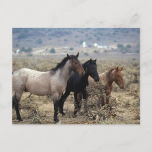 Wild Mustang Horses 5 Briefkaart