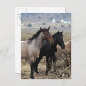 Wild Mustang Horses 5 Briefkaart (Voorkant / Achterkant)