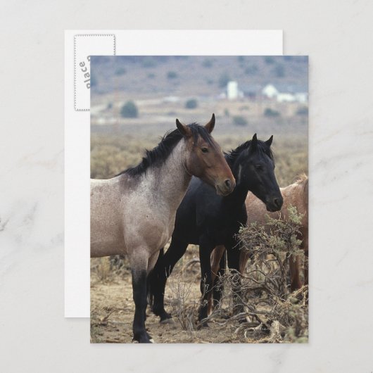 Wild Mustang Horses 5 Briefkaart (Voorkant / Achterkant)