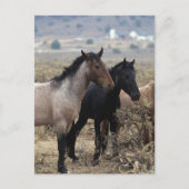 Wild Mustang Horses 5 Briefkaart (Voorkant)