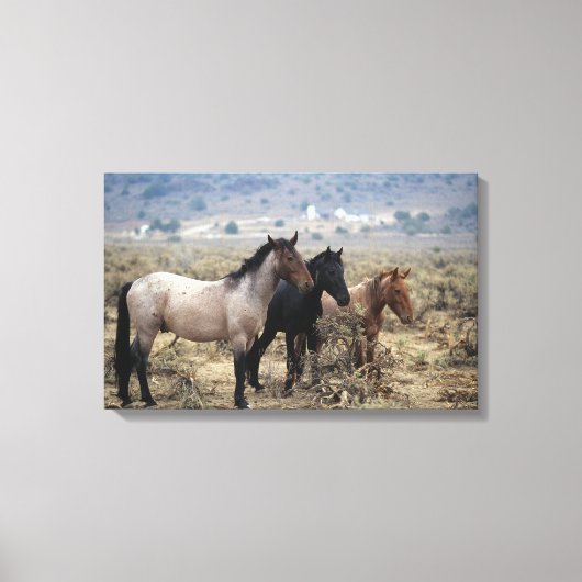 Wild Mustang Horses 5 Canvas Afdruk (Voorkant)