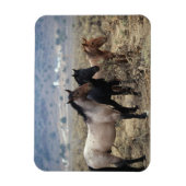 Wild Mustang Horses 5 Magneet (Verticaal)