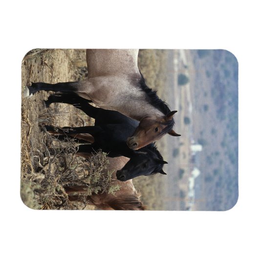 Wild Mustang Horses 5 Magneet (Horizontaal)