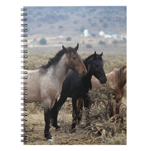 Wild Mustang Horses 5 Notitieboek (Voorkant)