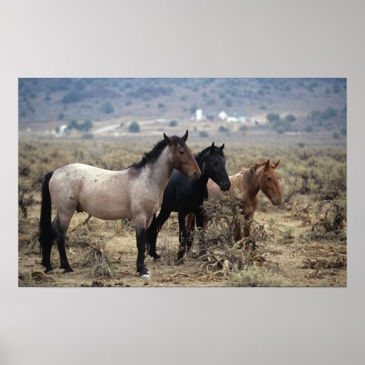Wild Mustang Horses 5 Poster (Voorkant)