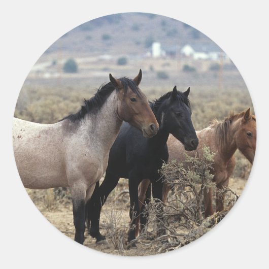 Wild Mustang Horses 5 Ronde Sticker (Voorkant)