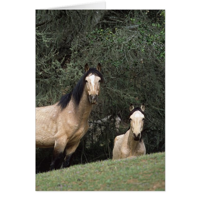 Wild Mustang Horses 6 (Voorkant)
