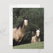 Wild Mustang Horses 6 Briefkaart (Voorkant / Achterkant)