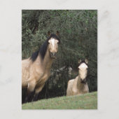 Wild Mustang Horses 6 Briefkaart (Voorkant)