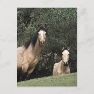 Wild Mustang Horses 6 Briefkaart
