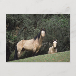 Wild Mustang Horses 6 Briefkaart