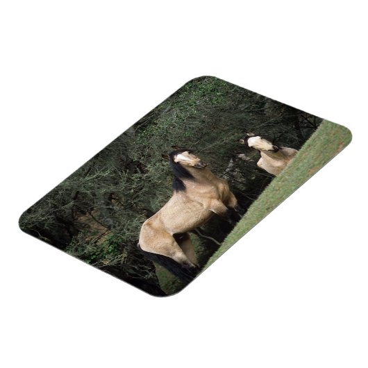 Wild Mustang Horses 6 Magneet (Linkerzijde)