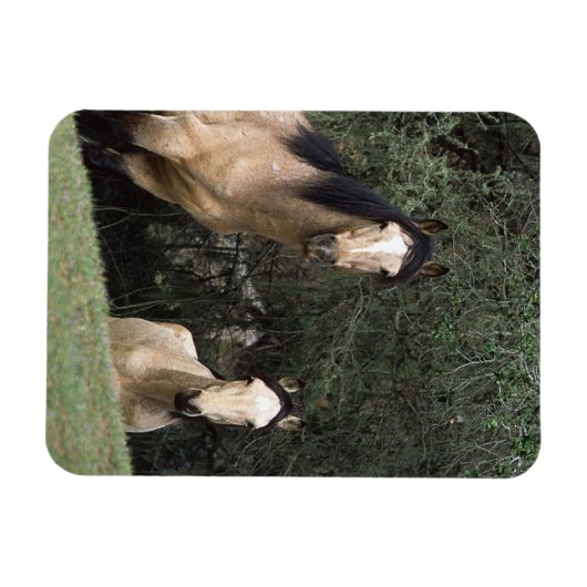 Wild Mustang Horses 6 Magneet (Horizontaal)