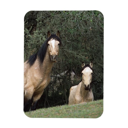 Wild Mustang Horses 6 Magneet (Verticaal)