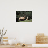 Wild Mustang Horses 6 Poster (Keuken)
