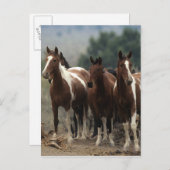 Wild Mustang Horses 7 Briefkaart (Voorkant / Achterkant)