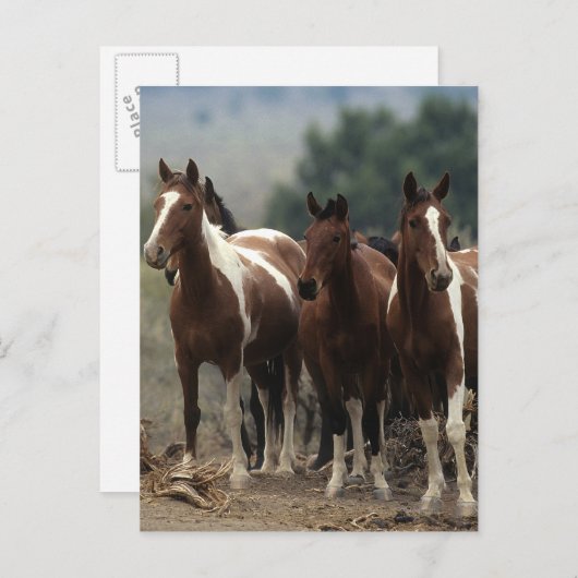Wild Mustang Horses 7 Briefkaart (Voorkant / Achterkant)